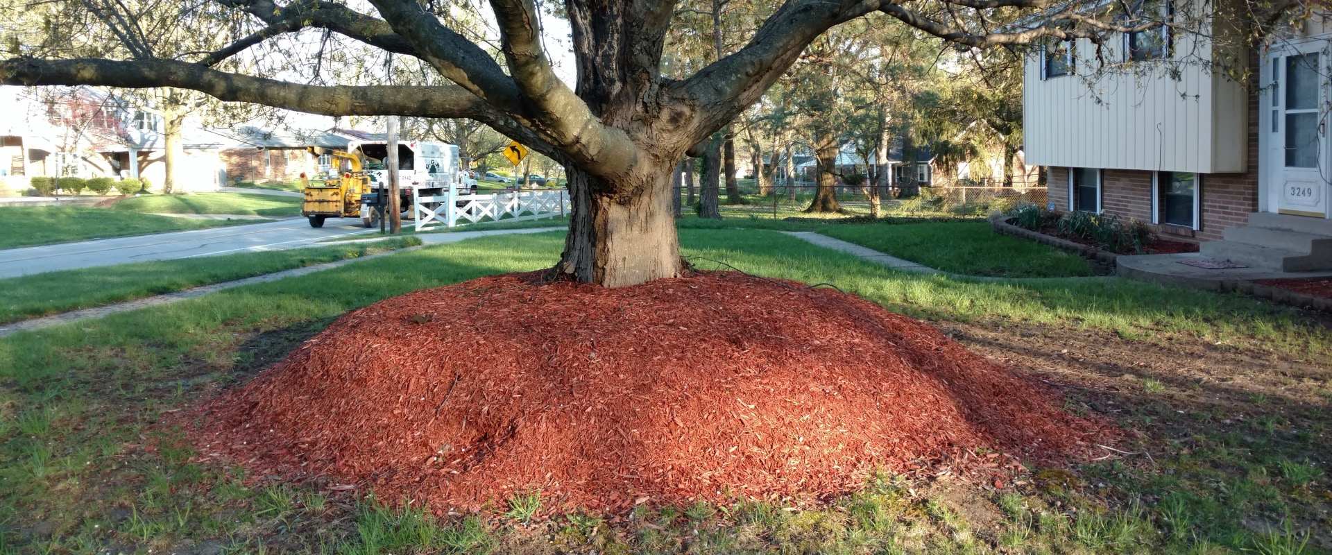 Mulching Around Trees A Comprehensive Overview