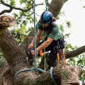How to Check Licensing and Insurance Coverage for Tree Services