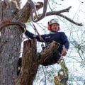 Trees in Dangerous Locations: Tips for Removal