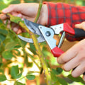 Types of Pruning Cuts
