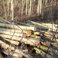 Tree Coppicing: A Comprehensive Overview
