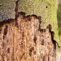 Diseased or Dying Trees: When to Remove and Tips for Tree Removal