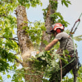 Crown Thinning: Tree Trimming Techniques