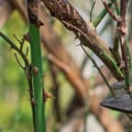 Safety Tips for Pruning