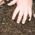 Advanced Soil Tests for Trees: All You Need to Know