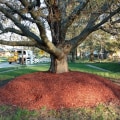 Mulching Around Trees: A Comprehensive Overview