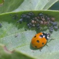 Organic Pest and Disease Control: A Comprehensive Guide