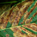 Identifying Pests and Diseases in Trees