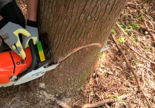 Tree Felling: Tips & Techniques