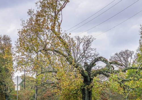 How to Avoid Power Lines When Removing Trees