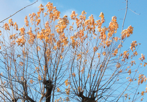 Dead Wood Pruning: Pruning Tips and Tricks