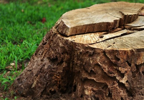 When to Grind a Stump