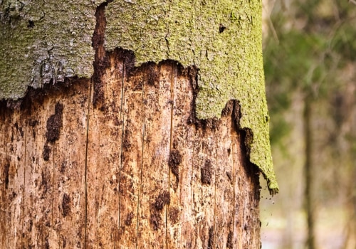 Diseased or Dying Trees: When to Remove and Tips for Tree Removal