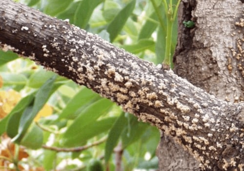How to Detect Pest and Disease Problems in Trees