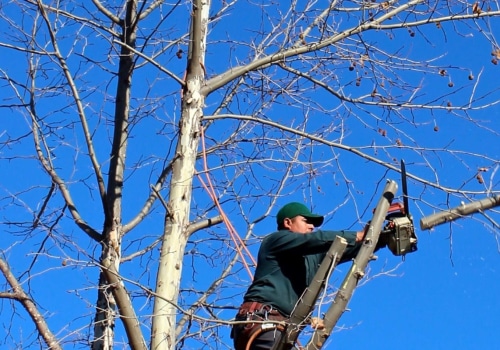 How to Interview Prospective Tree Services