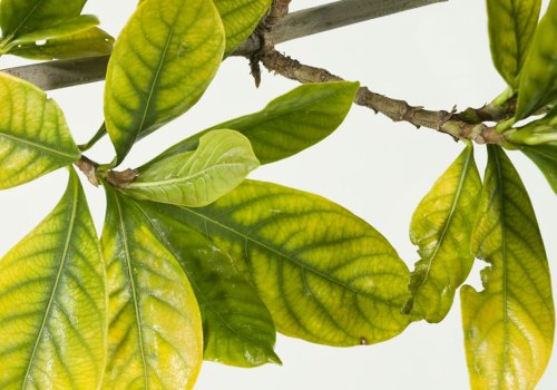 Identifying Signs of Nutrient Deficiencies in Trees