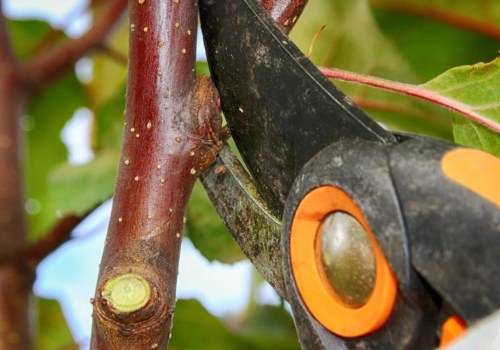 A Complete Guide to Pruning Cuts