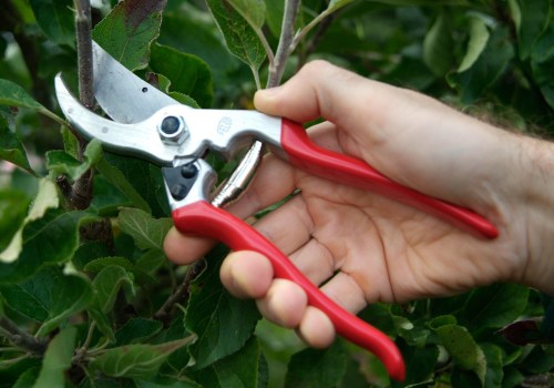 Tools and Equipment for Pruning Trees