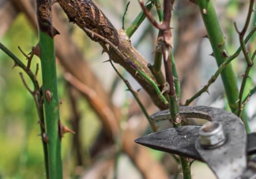 Safety Tips for Pruning