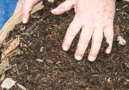 Advanced Soil Tests for Trees: All You Need to Know
