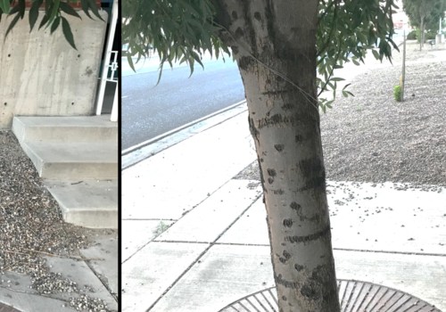 Preventing Sun Scald on Trees